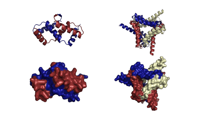 Protein structure